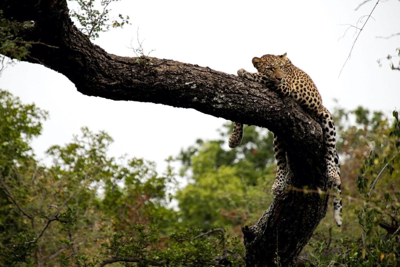 Kapama Karula Villa Kapama Game Reserve Екстериор снимка